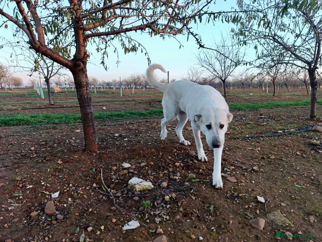 Mixed Breed dogs for adoption: ‼️🚨URGENT🚨‼️ VEGA✨🐾 - Advert 7
