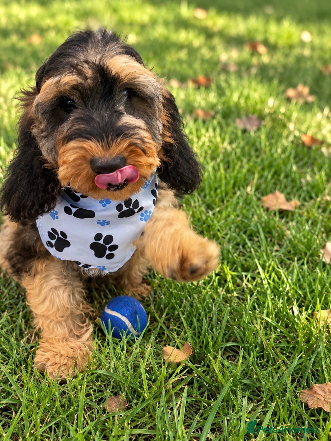 Cockapoo dogs for sale: Beautiful f1 sable pups. Full DNA & health clear. - Advert 20
