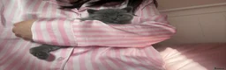 British Shorthair cats for sale: GCCF Registered Pure Breed Blue British Shorthair in New Malden - Advert 6