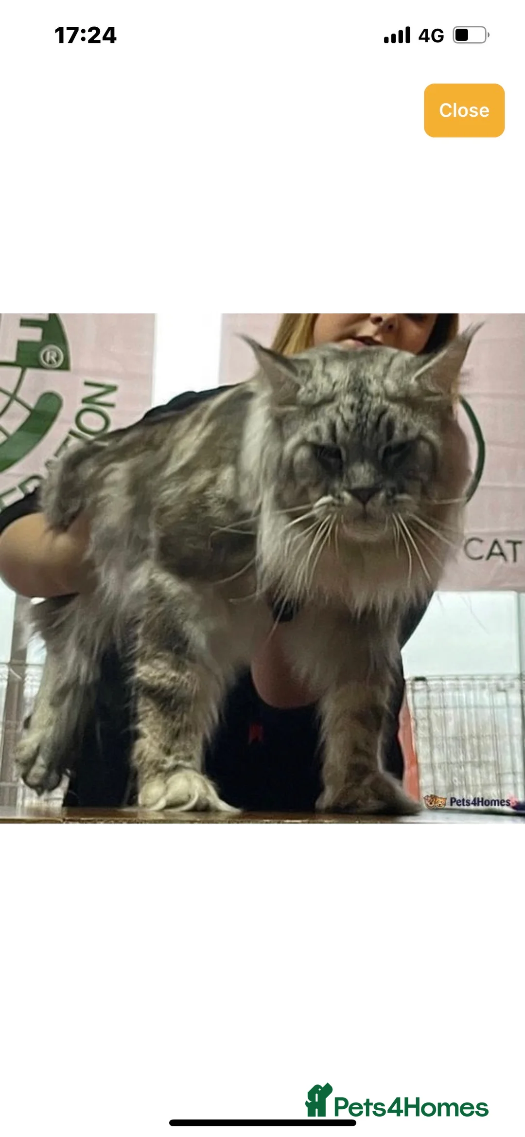 Maine Coon cats for stud: TICA champion and ICWW Maine Coon stud available  in Brighouse - Advert 22