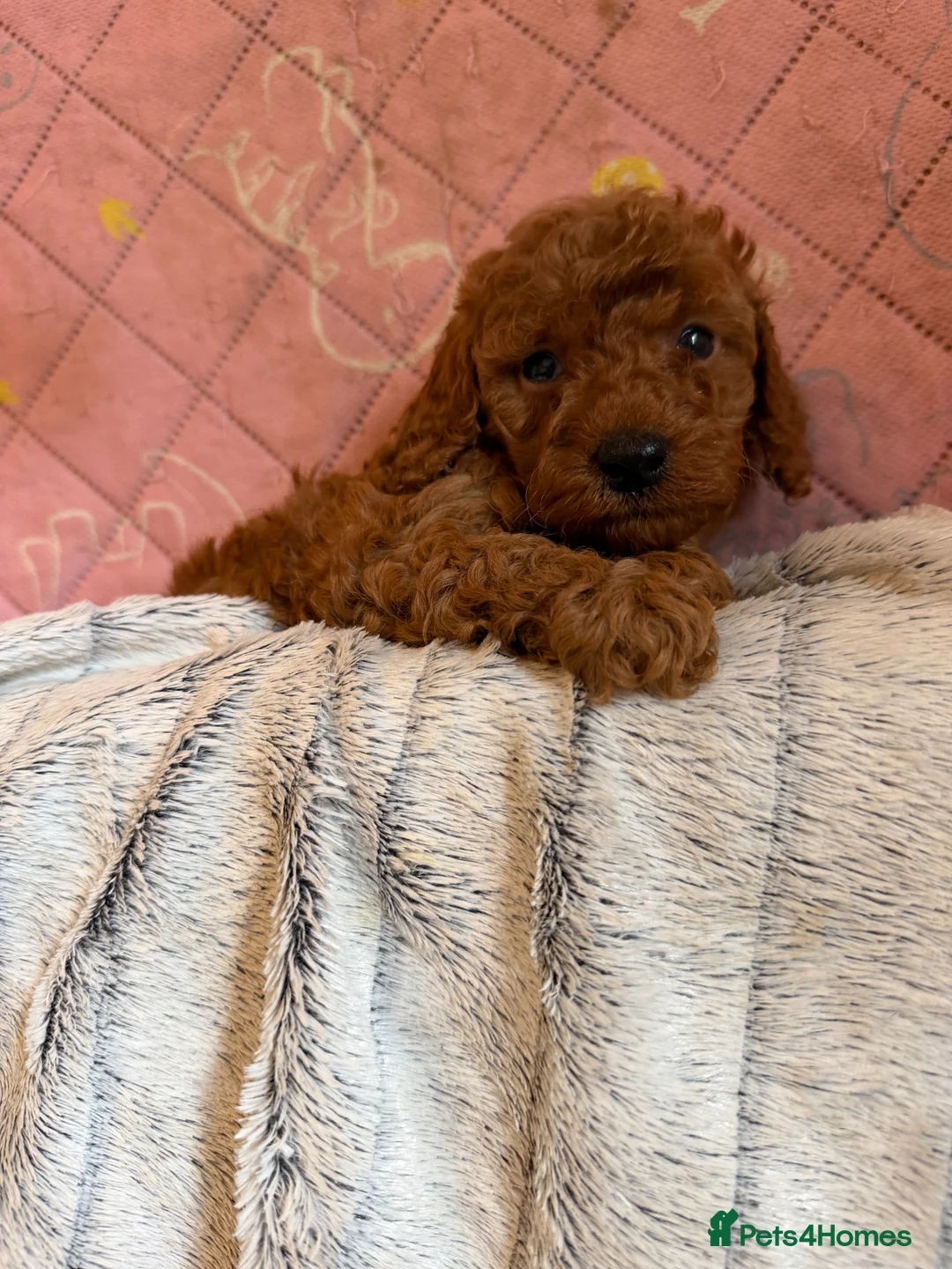 Toy Poodle dogs for sale: Deep Red Teeny Toy Poodles Ready 17th June in Gillingham - Advert 7