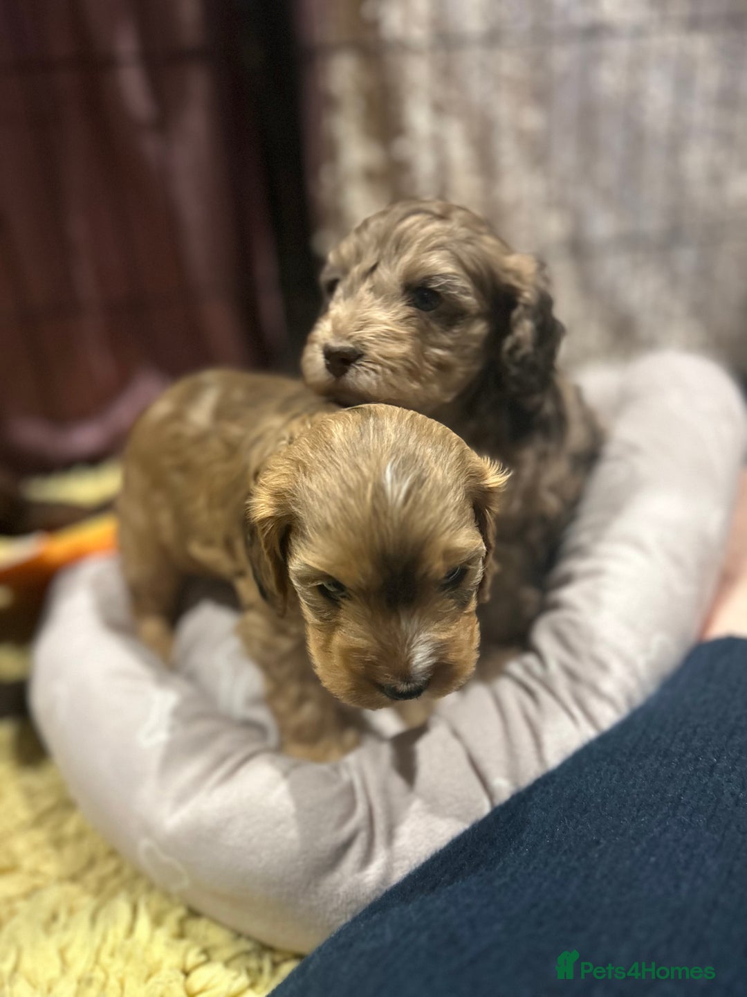 Cockapoo dogs for sale: Cockapoo puppies  - Advert 27