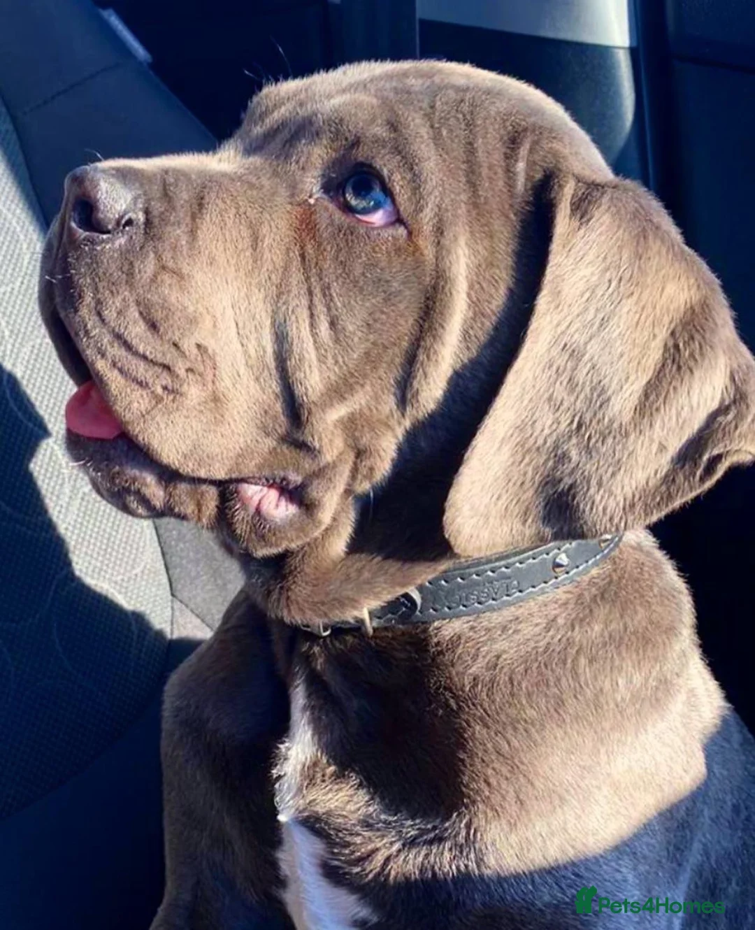 Cane Corso dogs for stud: BLUE CANE CORSO FOR STUD - Advert 2