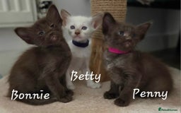 Balinese cats for sale: Beautiful Chocolate Oriental Longhairs  - Image 14