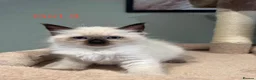 Ragdoll cats for sale: Beautiful purebred ragdoll kittens in Doncaster - Advert 6