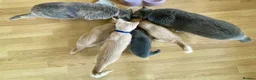 British Shorthair cats for sale: Cream pure  British Shorthair kittens in Portree - Advert 3