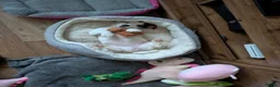 Jack Russell dogs for sale: 2 beautiful female jack Russell puppies  - Advert 6