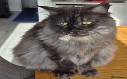 Maine Coon cats for sale: 2 female maine coons for rehoming  - Advert 1