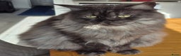 Maine Coon cats for sale: 2 female maine coons for rehoming  - Advert 1