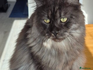 Maine Coon cats for sale: 2 female maine coons for rehoming - Advert 1