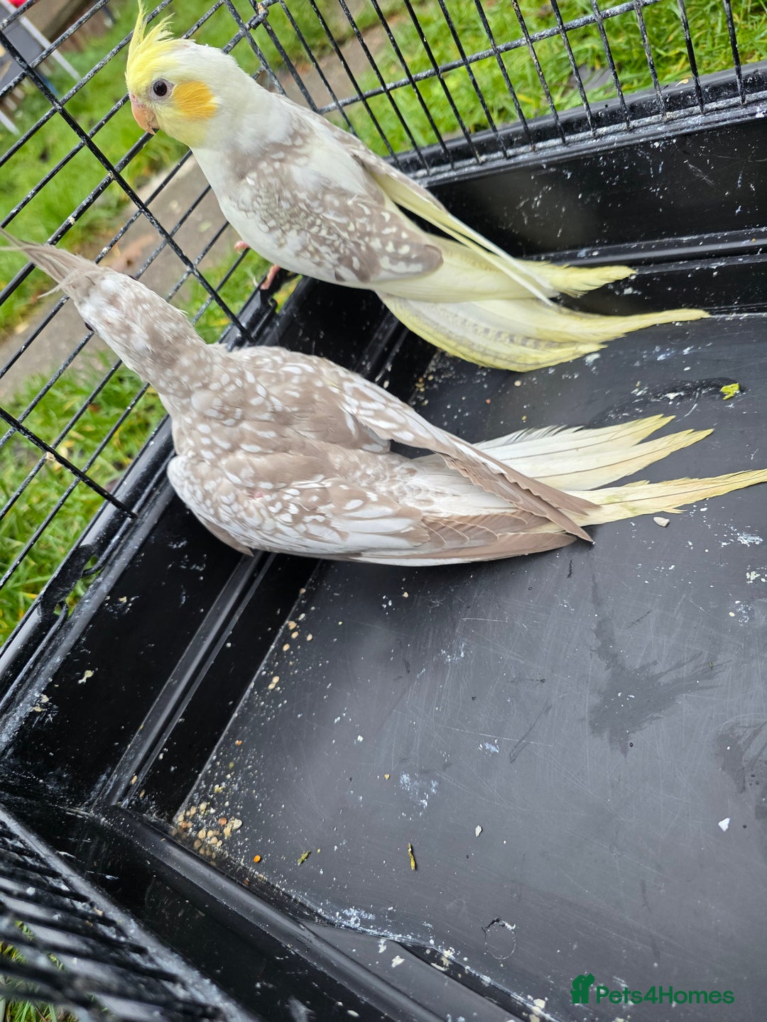 Cockatiels birds for sale: Silly hand tamed baby cockatiels for sale  - Advert 6