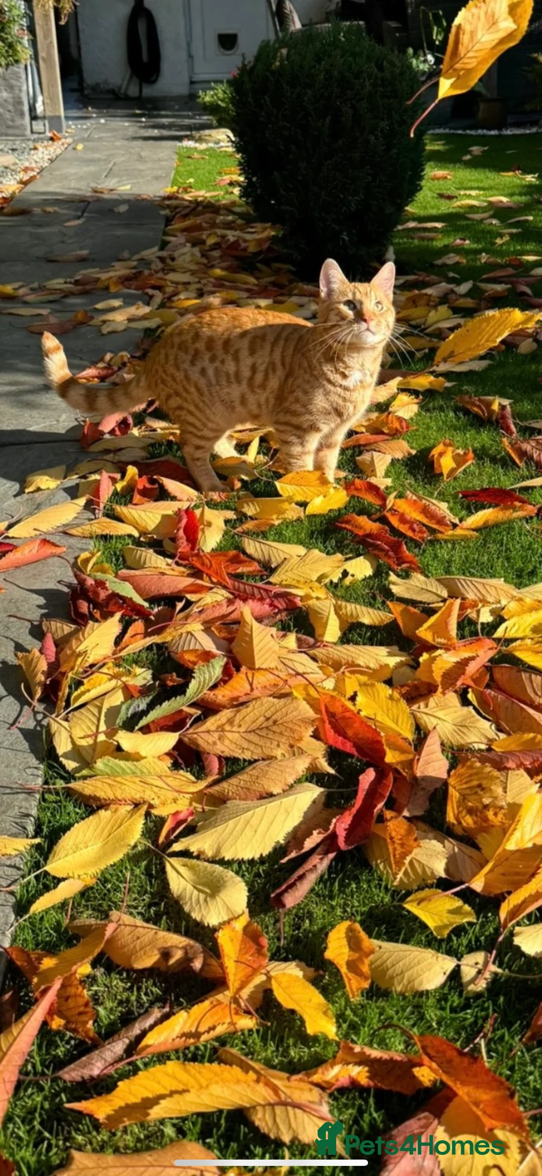 Mixed Breed cats for sale: VERY Playful 2-Year-Old, Loving Home Needed. - Advert 2