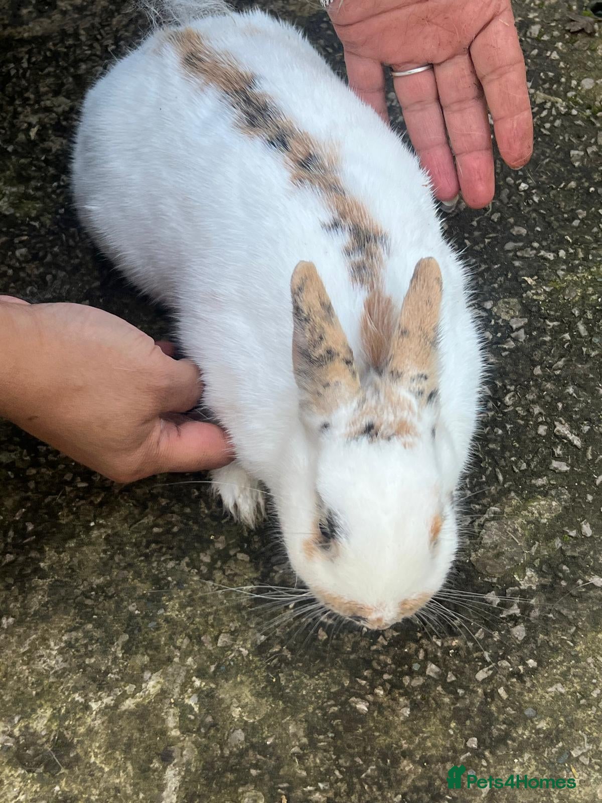 Mixed Breed reptiles for sale: English spot - Advert 1