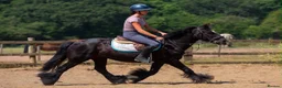Irish Cob horses for sale: Bob the Super Cob  - Advert 3