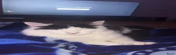Ragcoon cats for sale: RAGCOONS FOR SALE!! - Advert 15