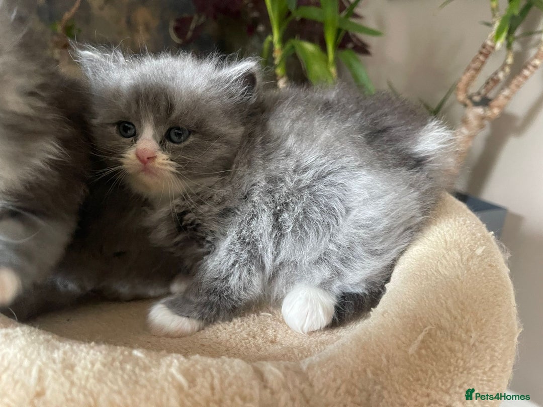 Persian cats for sale: Beautiful fluffy kittens very affectionate  - Image 14
