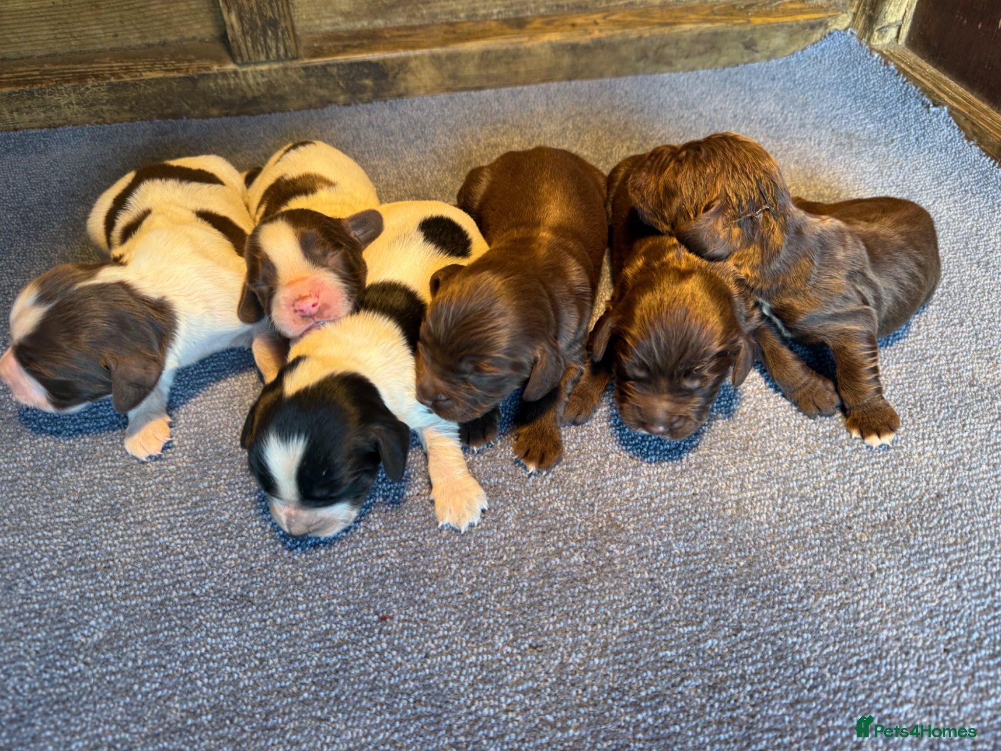 Sprocker dogs for sale: 6 beautiful sprocker - Advert 16