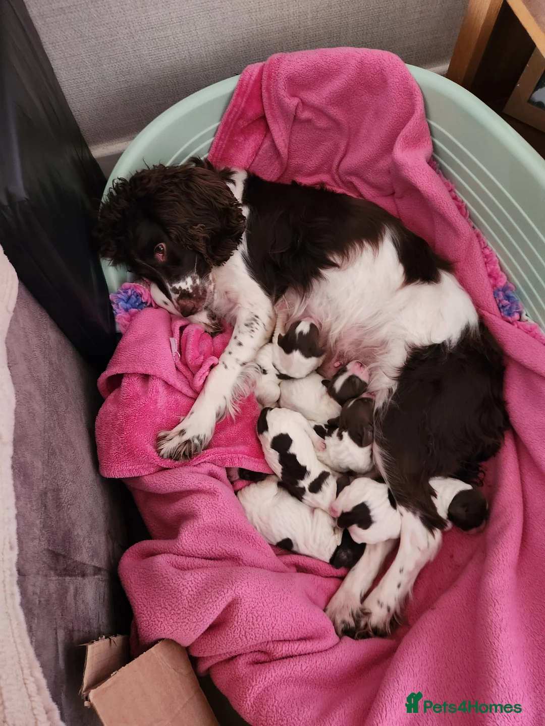 English Springer Spaniel dogs for sale: Springer spaniel pups - Advert 11