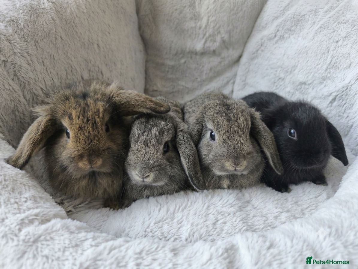 Mini Lop rabbits 1 Fawn Girl & 1 Grey Boy Ready Now 💙💖 - Advert 1