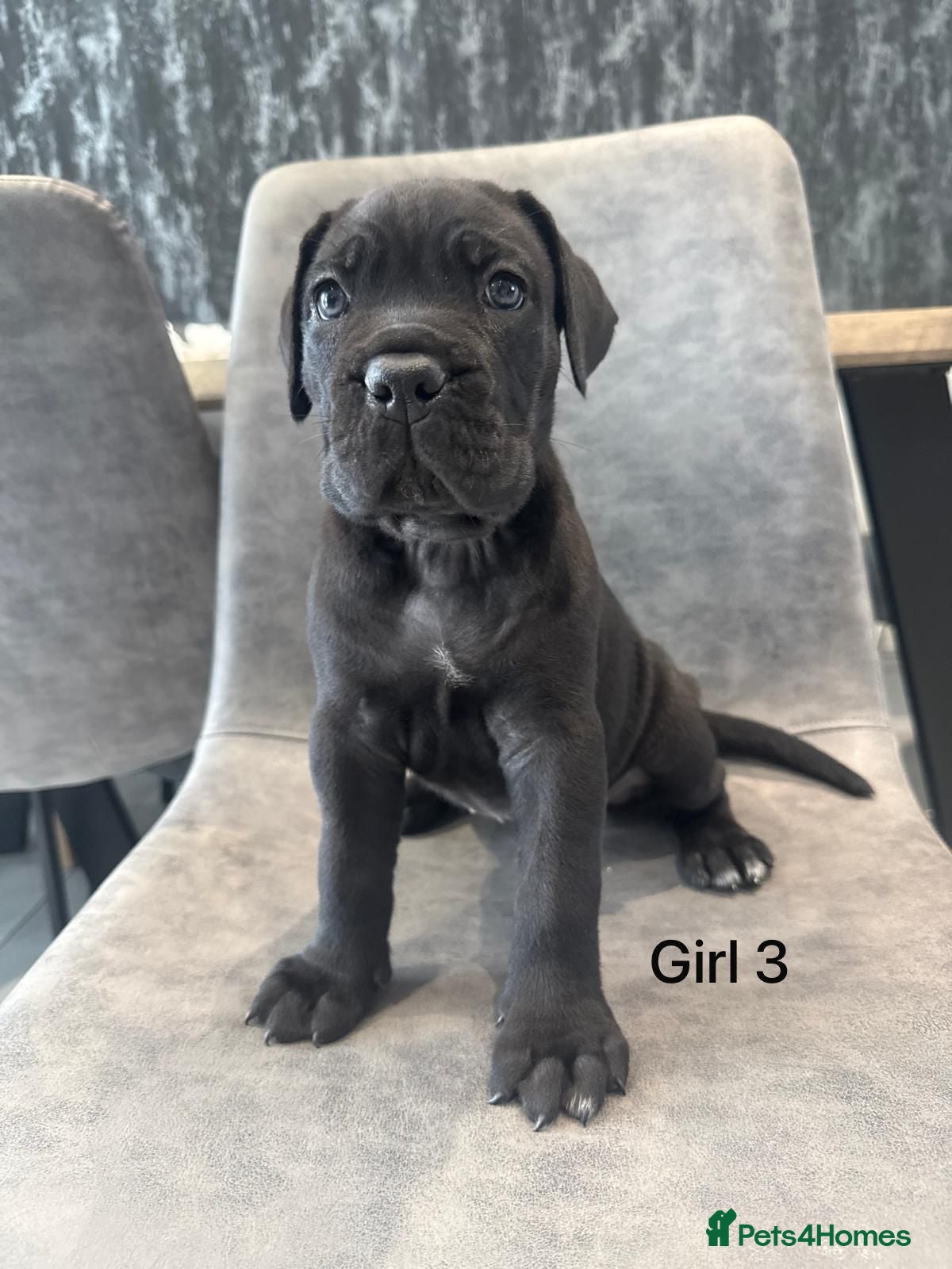 Cane Corso dogs Cane Corso puppies excellent example of the breed  - Advert 1