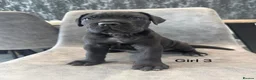 Cane Corso dogs for sale: Ready to collect Exceptional Cane Corso puppies   - Advert 9