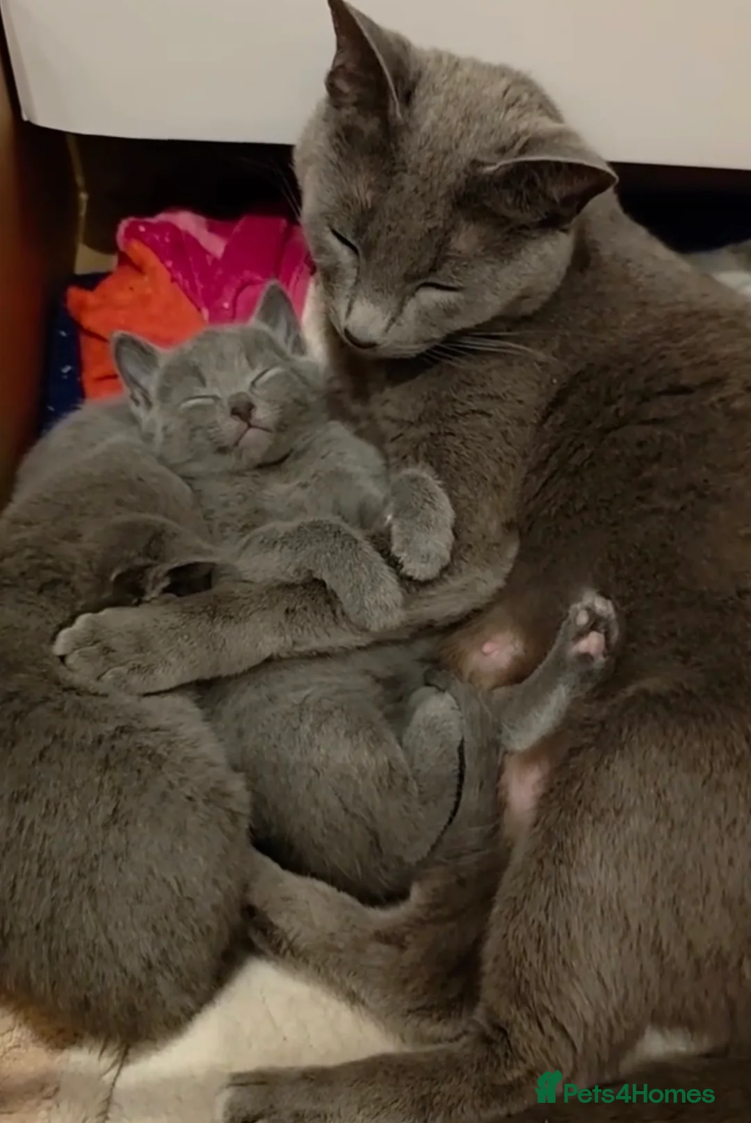 Mixed Breed cats for sale:  stunning litter of RussianX kittens available  - Advert 2