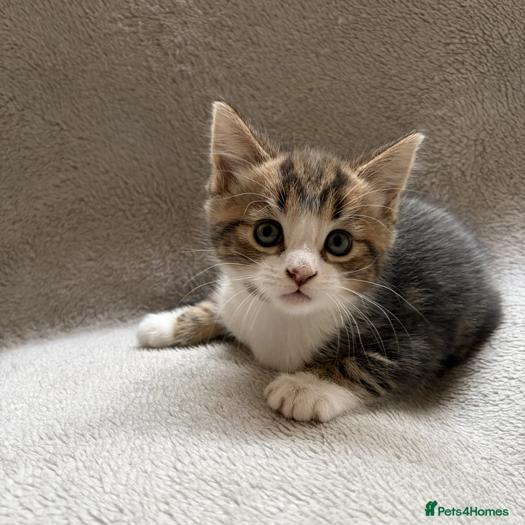 Mixed Breed cats for sale: Adorable Kittens Looking for Their Forever Home - Advert 5