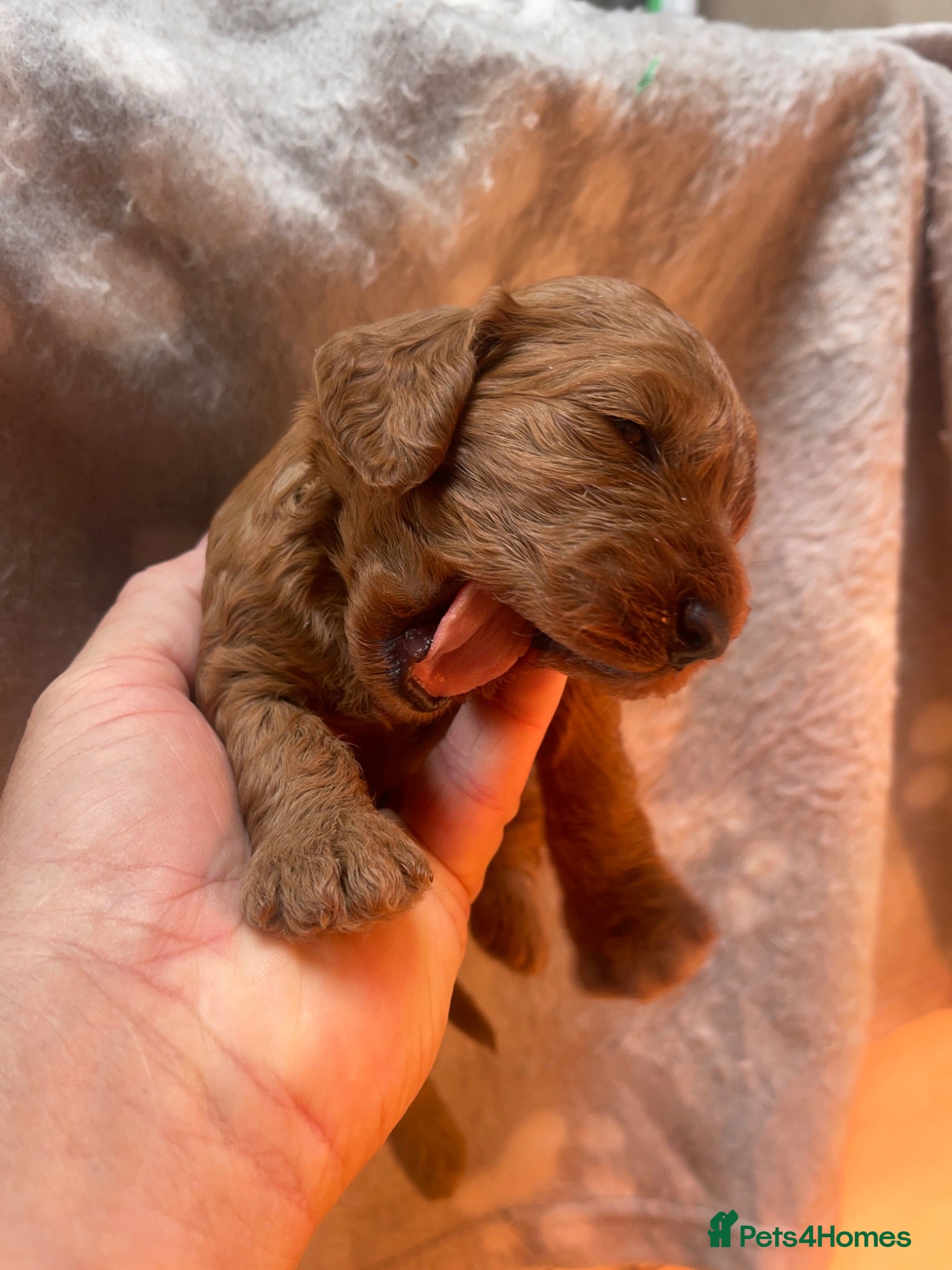 Cockapoo dogs Cockapoo puppies reds boy an girls  - Advert 2