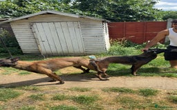 Belgian Shepherd Dog dogs for sale: Belgain malinois pups for sale  - Image 13
