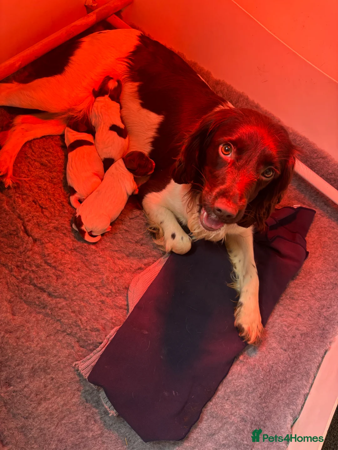 English Springer Spaniel dogs for sale: KC Registered Springer Dog Pup, Ready to leave - Advert 3