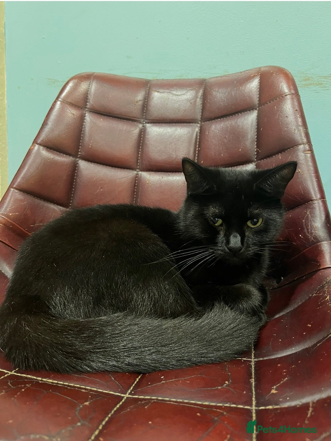 Mixed Breed cats for sale: Loving lucky black cats - Advert 17