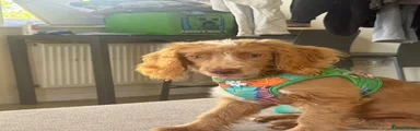 Cockapoo 1
