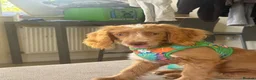 Cockapoo dogs for sale: Unfortunate rehome - Advert 3