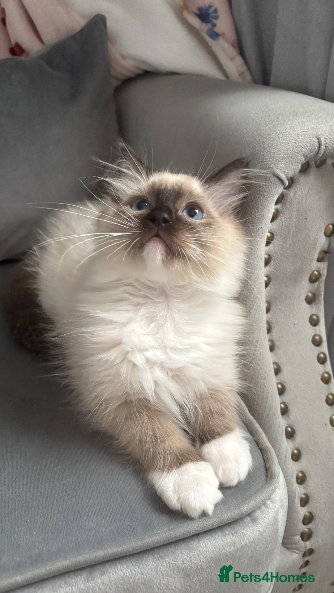 Ragdoll cats Ragdoll boy  - Advert 6