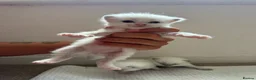 Ragdoll cats for sale: 8 beautiful ragdolls for sale in Ware - Advert 7