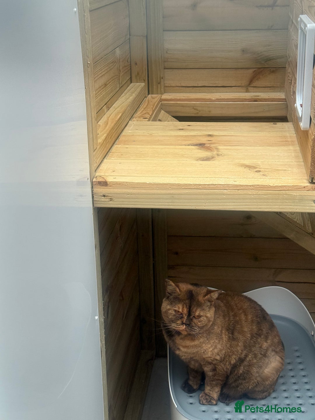 British Shorthair cats for sale: British Adults  - Advert 4