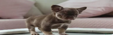 Nala 