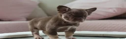 French Bulldog dogs for sale: Fluffy Frenchies looking for forever homes - Advert 4