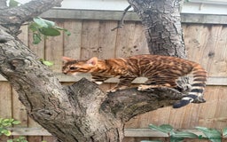 Bengal cats for sale: Female bengal kitten  - Image 4