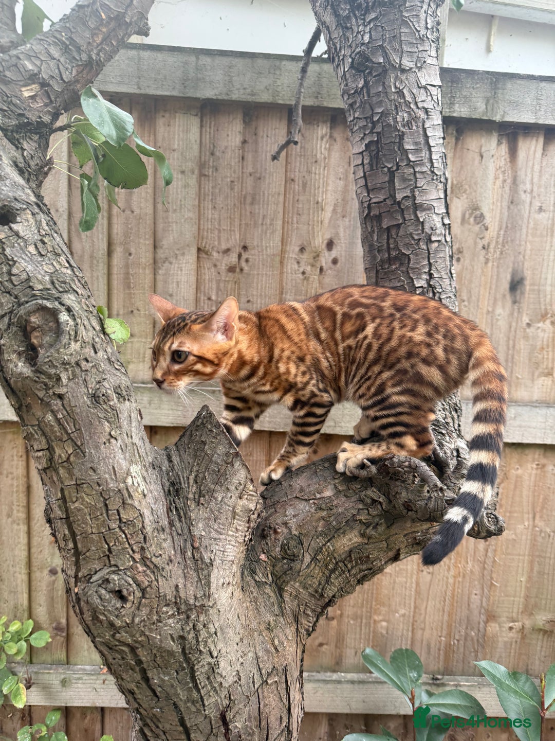 Bengal cats for sale: Female bengal kitten  - Image 4