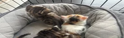 Mixed Breed cats for sale: Kittens  - Advert 4
