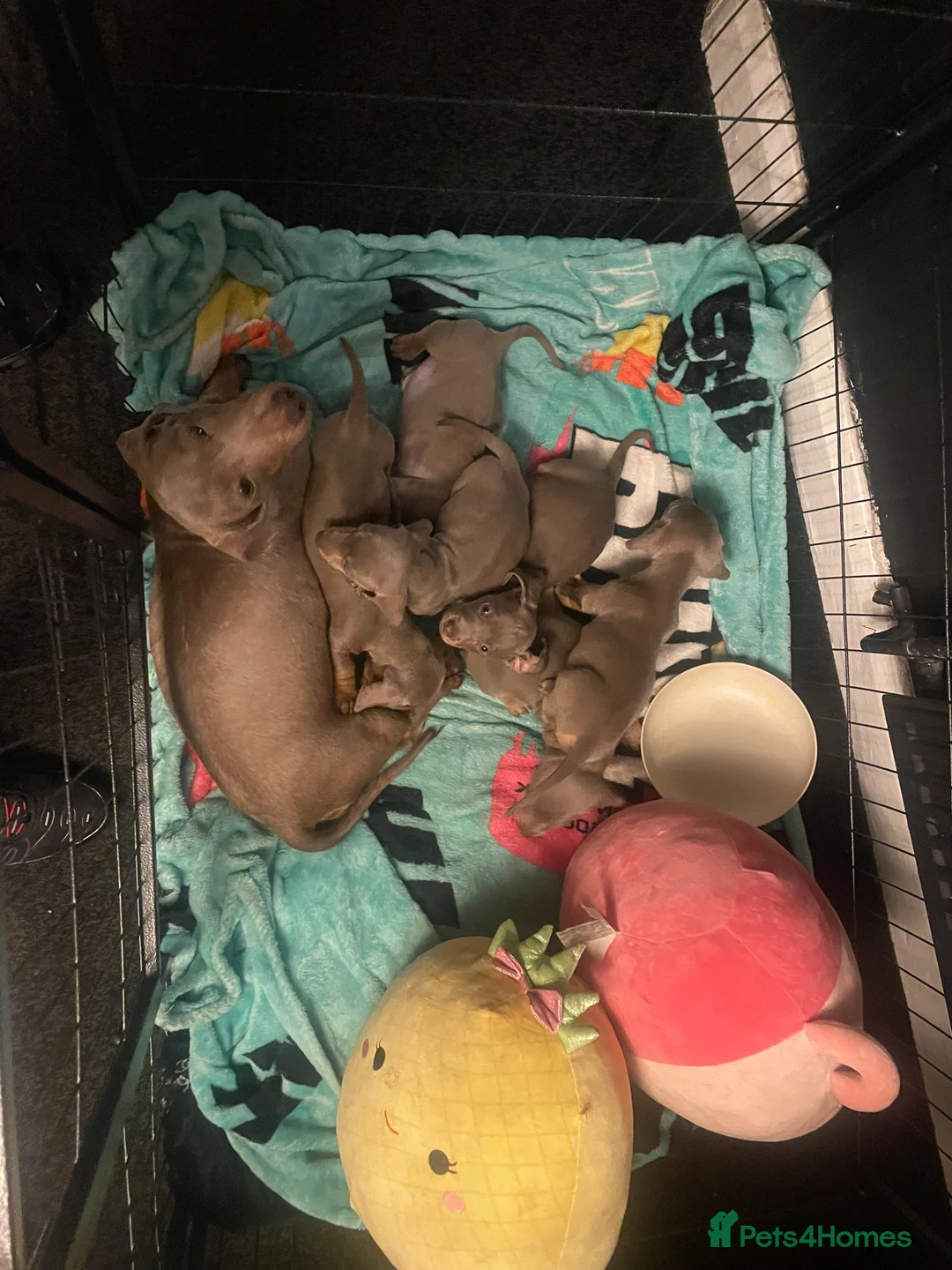 Dachshund dogs for sale: Dachshund Isabella and tan - Advert 6