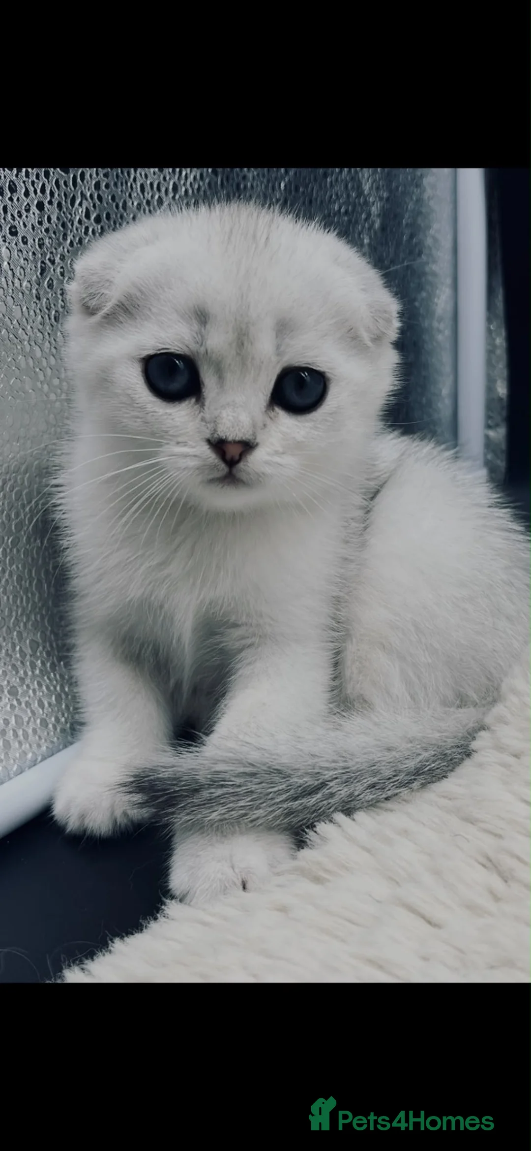 Scottish Fold cats for sale: TICA Registered Scottish Fold Kittens - Advert 2
