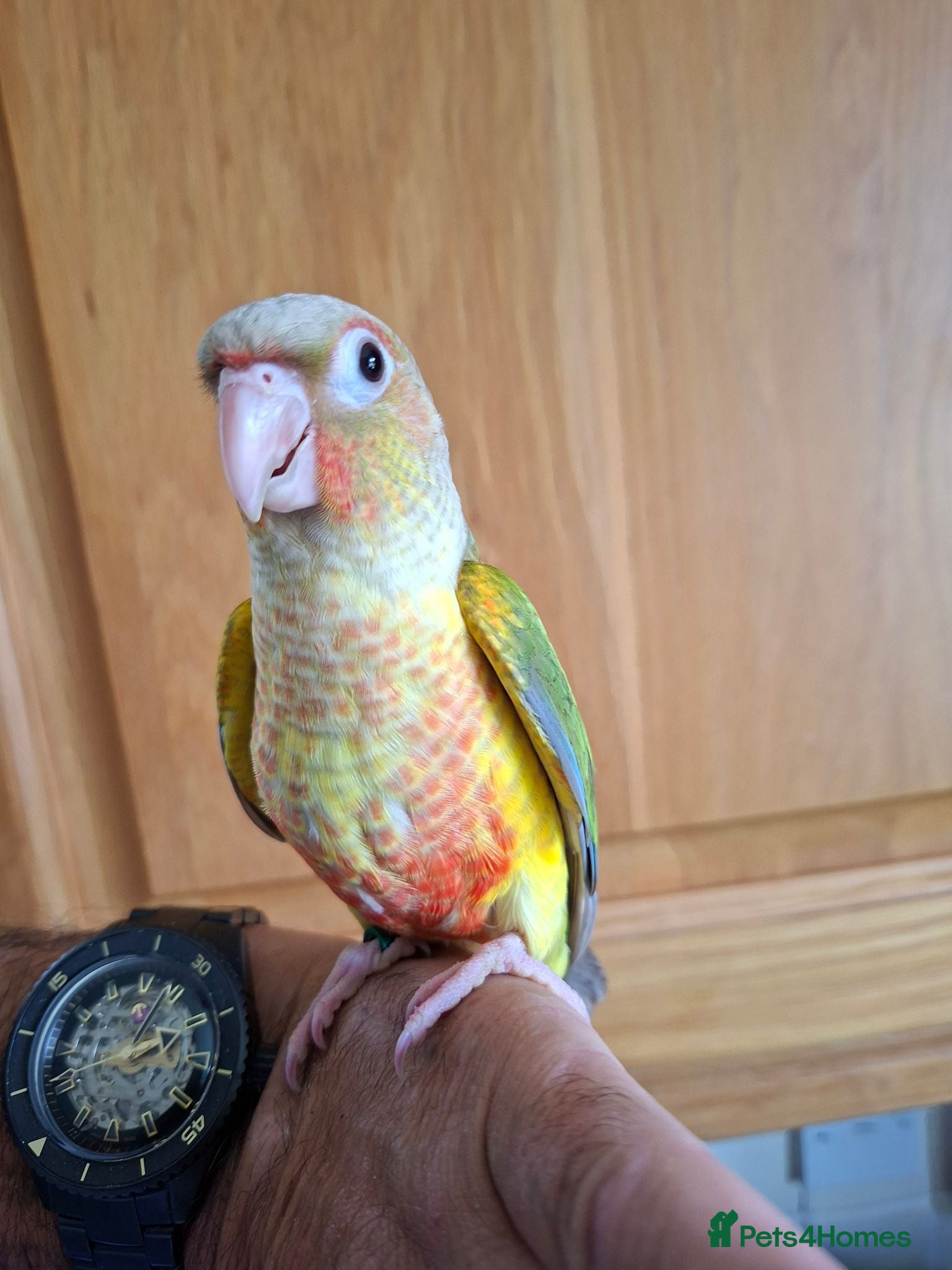 Conures birds Pineaplle, greencheek, and yellow sided conures  - Advert 1
