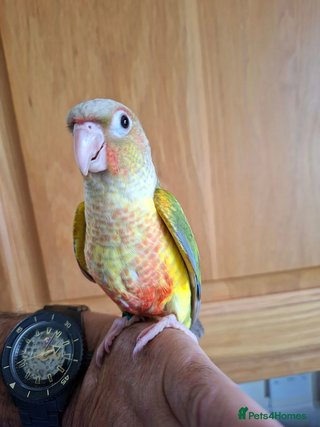 Conures birds for sale: Pineaplle, greencheek, and yellow sided conures  - Advert 1