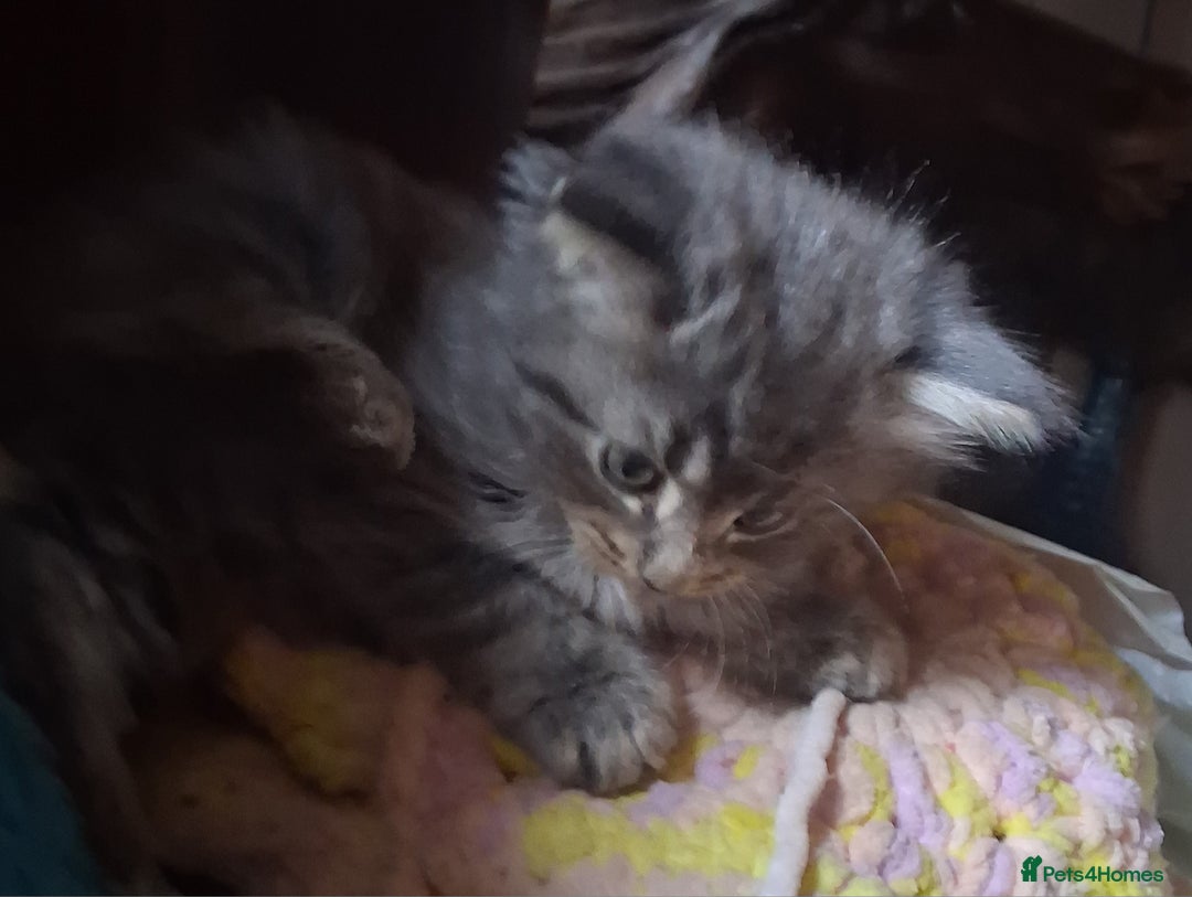 Mixed Breed cats for sale: AWESOME FLUFFY CHUNKY NORWEGIAN FOREST CAT X - Advert 19