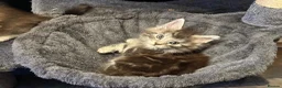Maine Coon cats for sale: Beautiful Tica Registered kittens - Advert 23