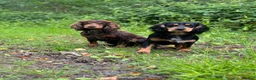 Cocker Spaniel dogs for stud: Cocker spaniel for stud - Advert 9