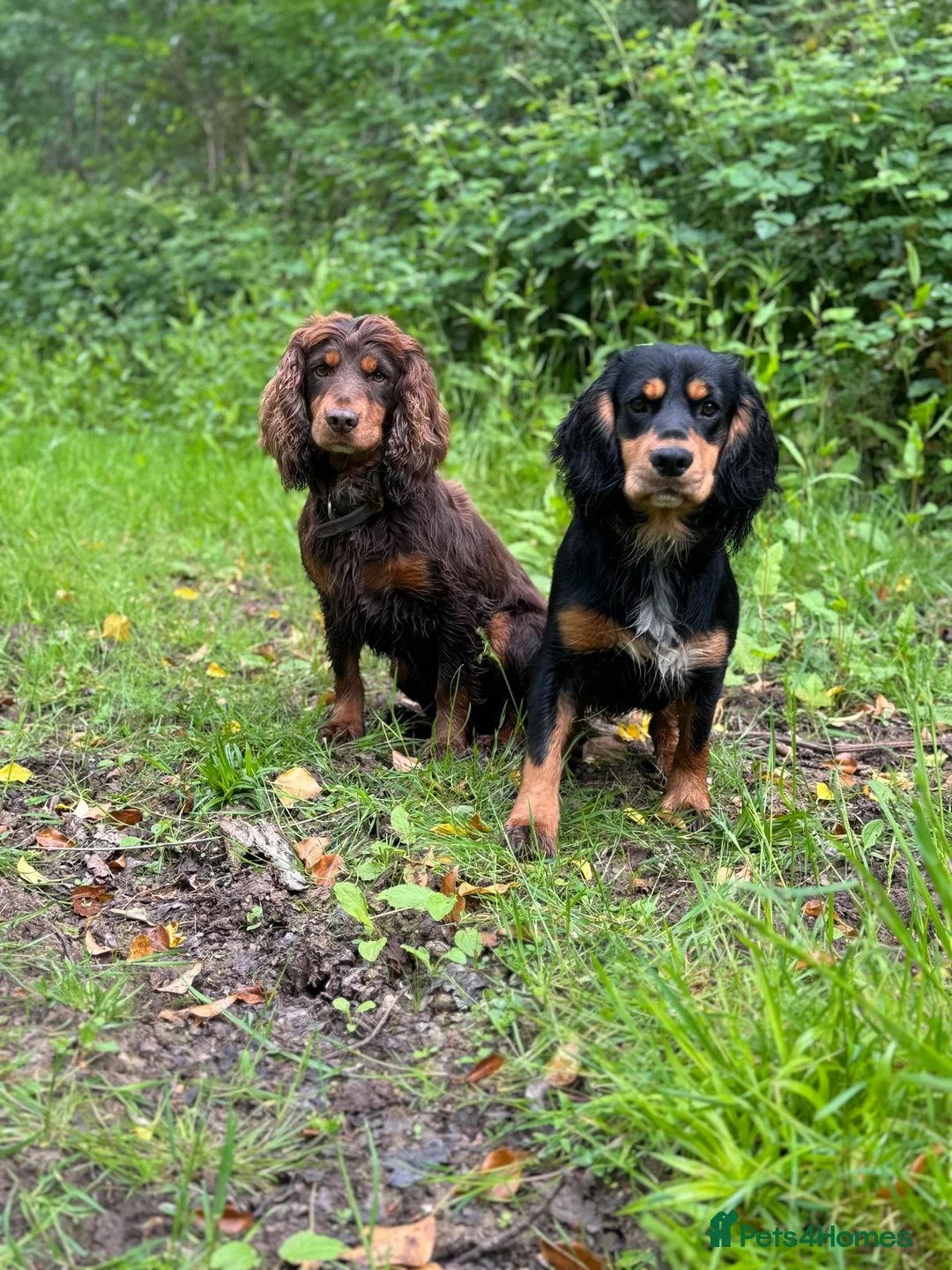 Cocker Spaniel dogs for stud: Cocker spaniel for stud - Advert 9