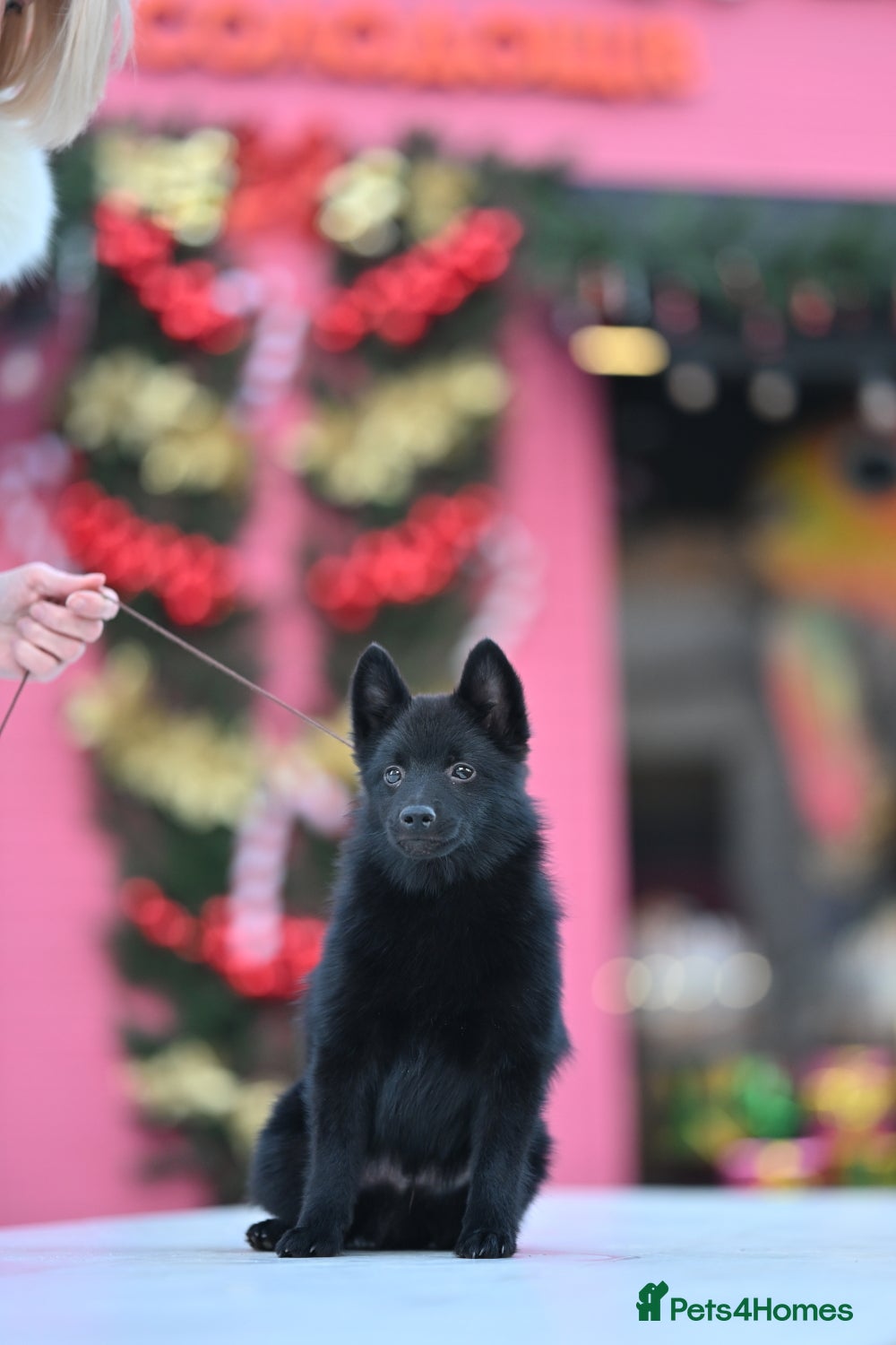 Schipperke dogs puppy schipperke - Advert 1